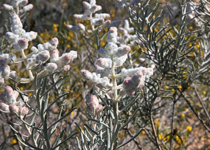 Western Australian Plants Lamiaceae